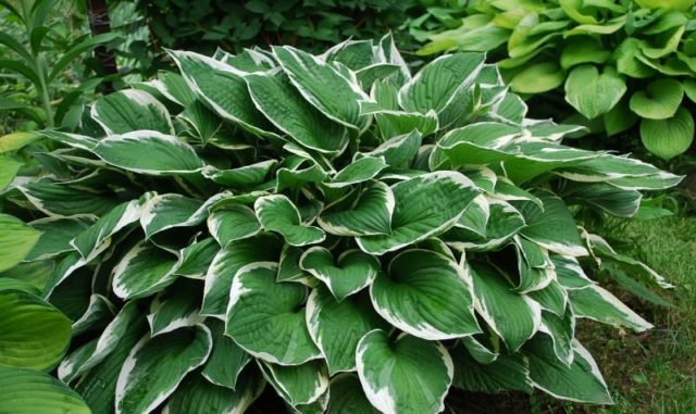 Hostas: varieties and types with photos and names