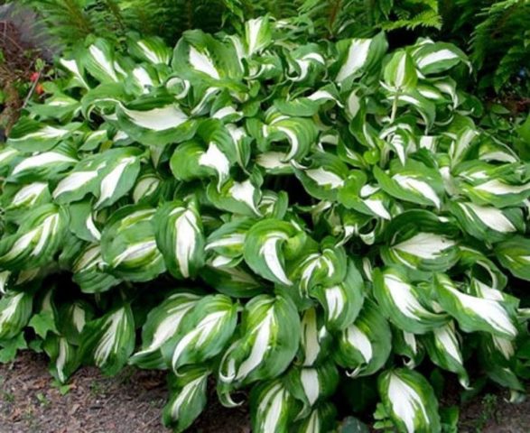 Hostas: varieties and types with photos and names