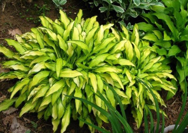 Hostas: varieties and types with photos and names