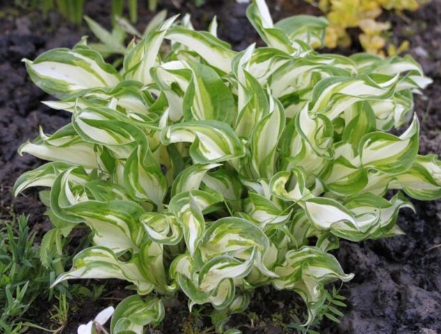 Hostas: varieties and types with photos and names