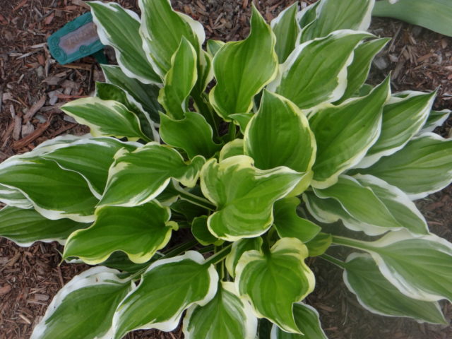 Hostas: varieties and types with photos and names