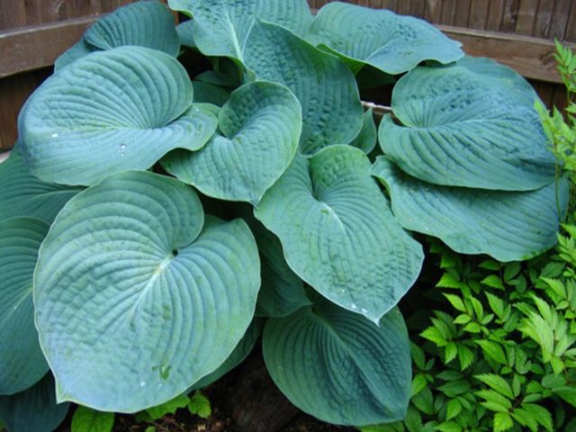 Hostas: varieties and types with photos and names