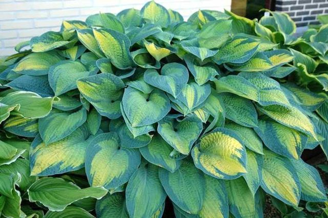 Hostas: varieties and types with photos and names