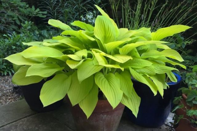 Hostas: varieties and types with photos and names