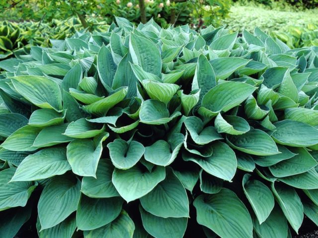 Hostas: varieties and types with photos and names