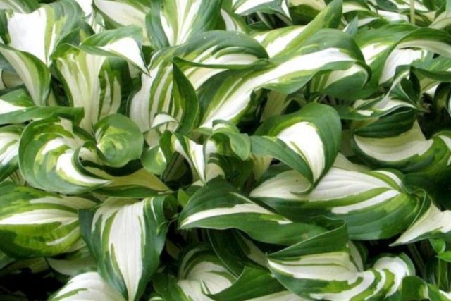 Hostas: varieties and types with photos and names