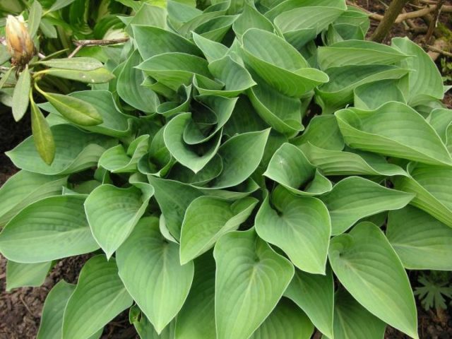 Hostas: varieties and types with photos and names