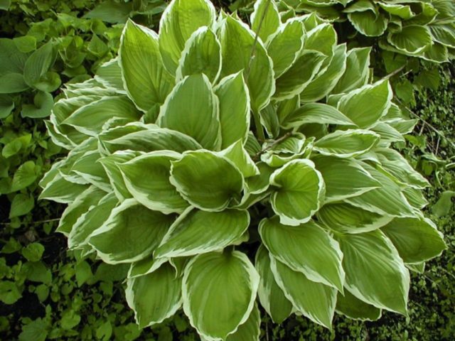 Hostas: varieties and types with photos and names