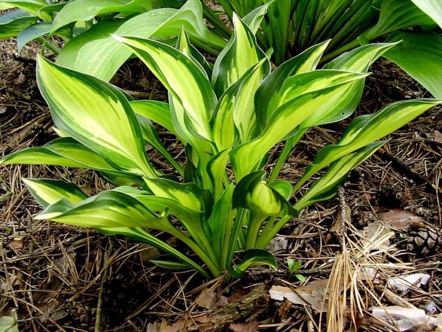 Hostas: varieties and types with photos and names