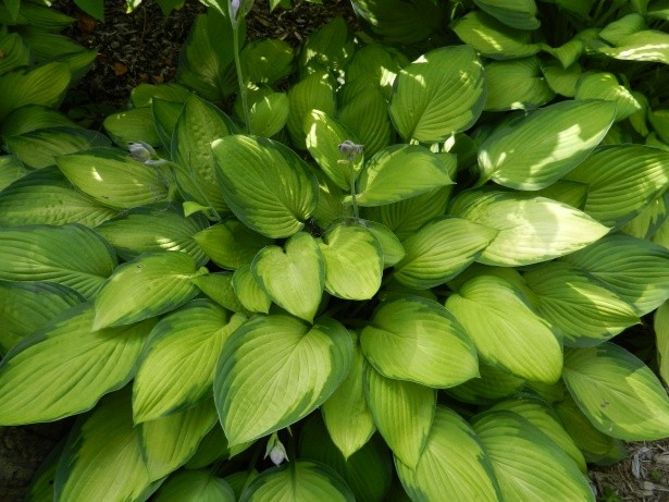 Hostas: varieties and types with photos and names