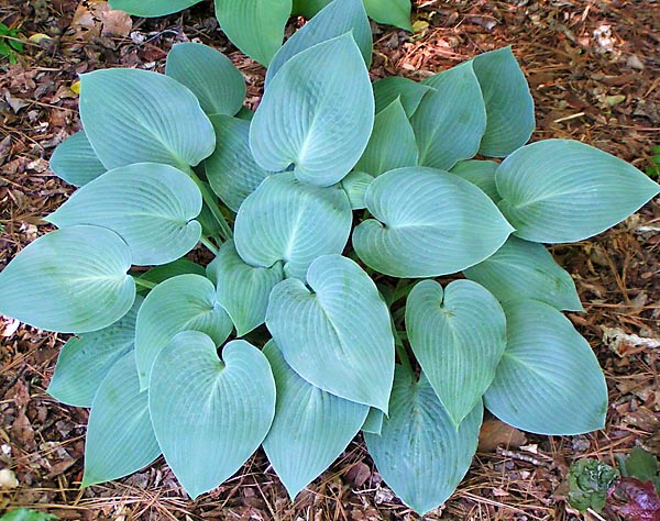 Hostas: varieties and types with photos and names