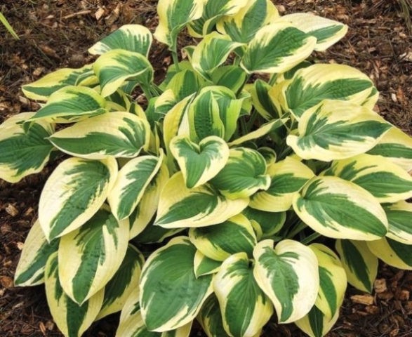 Hostas: varieties and types with photos and names