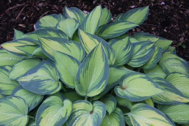 Hostas: varieties and types with photos and names