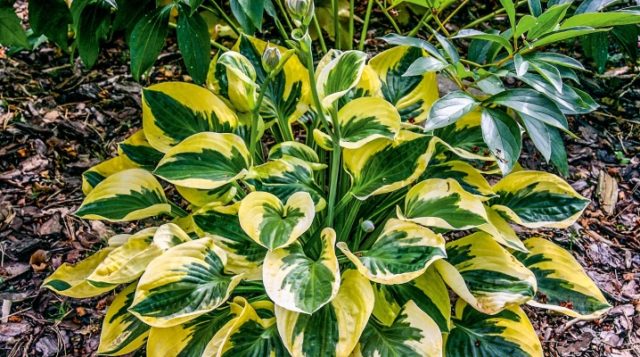 Hostas: varieties and types with photos and names – Healthy Food Near Me