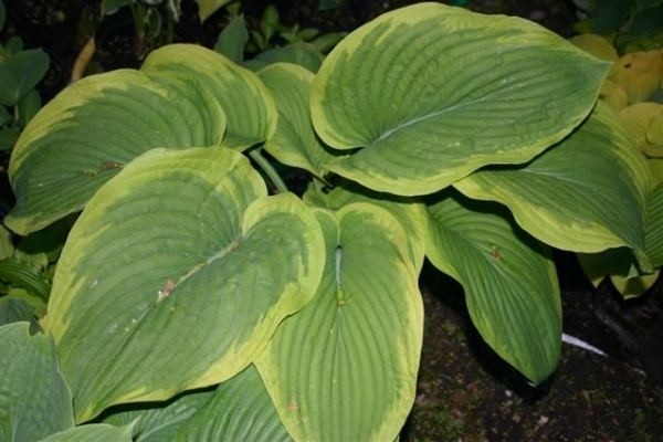 Hostas: varieties and types with photos and names