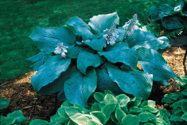 Hostas: varieties and types with photos and names