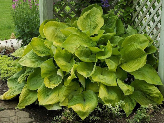 Hostas: varieties and types with photos and names