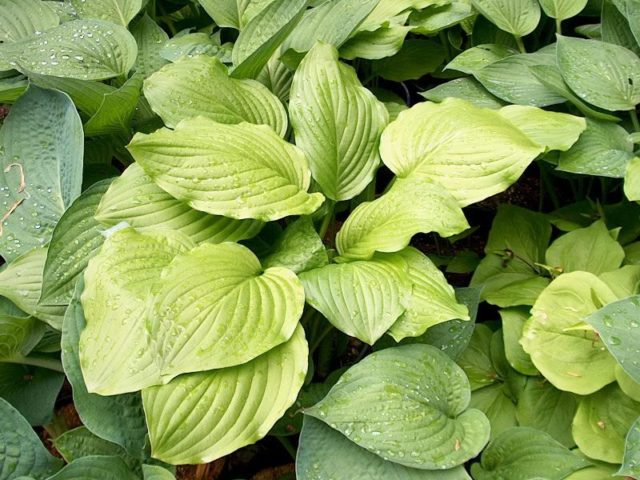 Hostas: varieties and types with photos and names