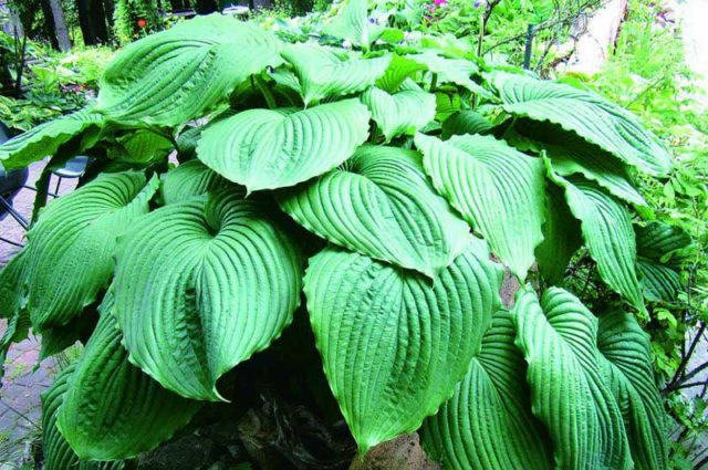 Hostas: varieties and types with photos and names