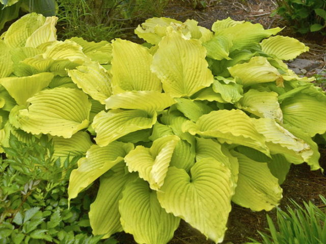 Hostas: varieties and types with photos and names