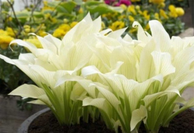 Hostas: varieties and types with photos and names