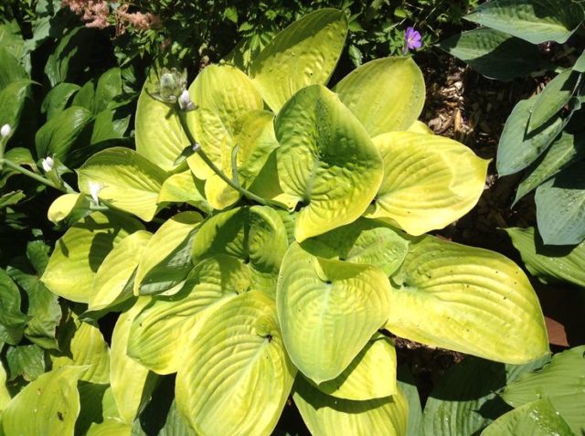 Hostas: varieties and types with photos and names