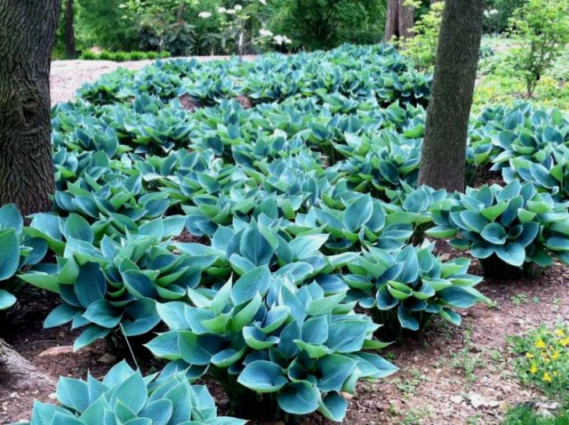 Hostas: varieties and types with photos and names