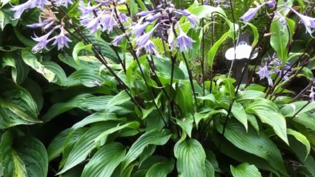 Hostas: varieties and types with photos and names