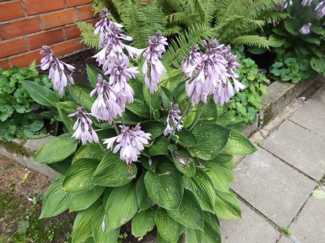 Hostas: varieties and types with photos and names