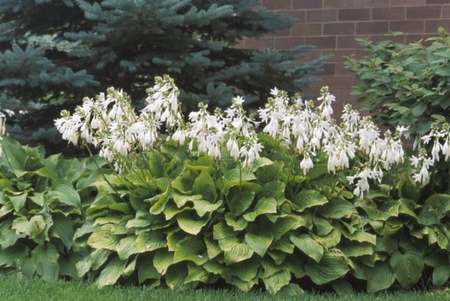 Hostas: varieties and types with photos and names