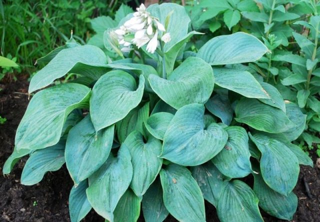 Hostas: varieties and types with photos and names