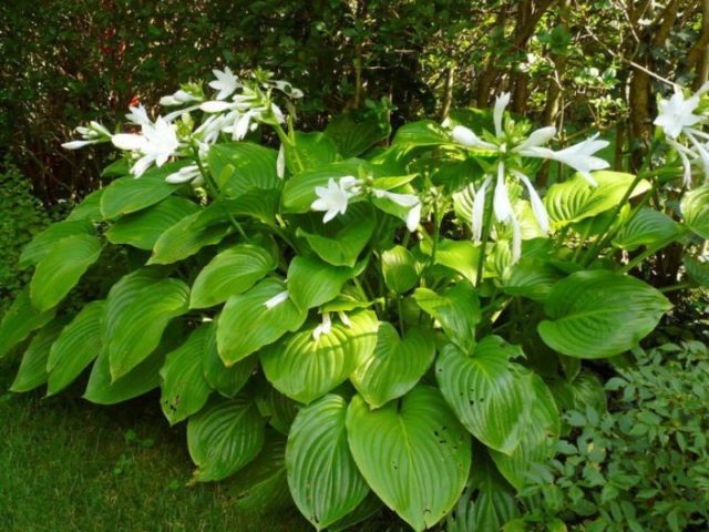 Hostas: varieties and types with photos and names