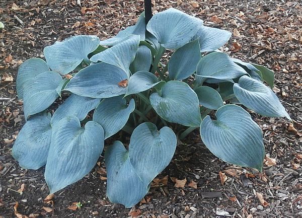 Hostas: varieties and types with photos and names