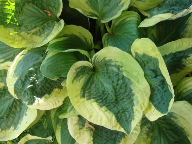 Hostas: varieties and types with photos and names