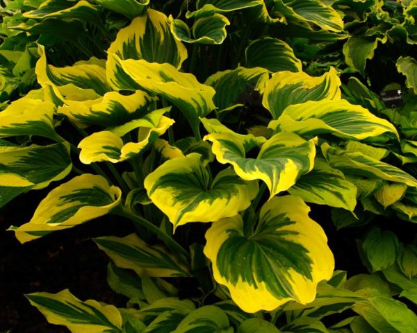 Hostas: varieties and types with photos and names