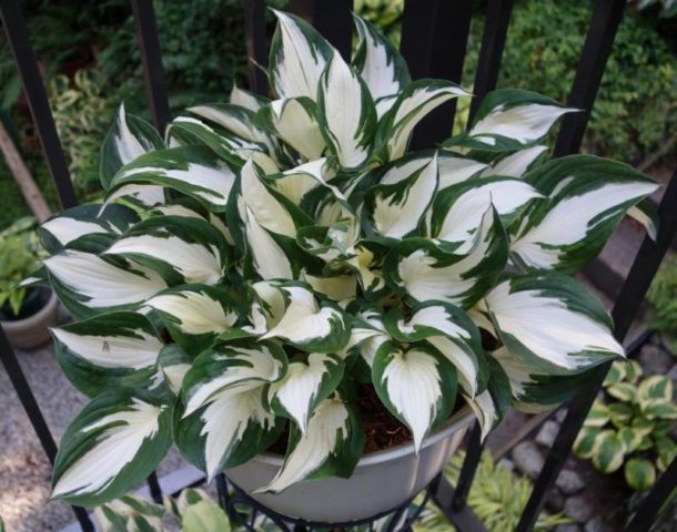 Hostas: varieties and types with photos and names