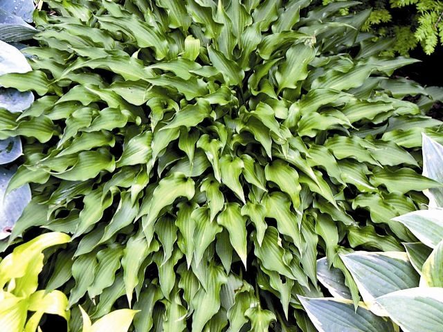 Hostas: varieties and types with photos and names