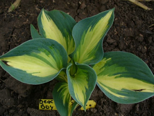 Hostas: varieties and types with photos and names