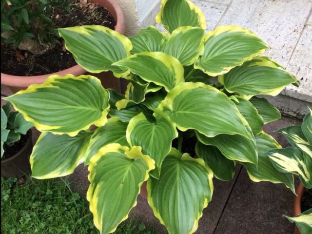 Hostas: varieties and types with photos and names