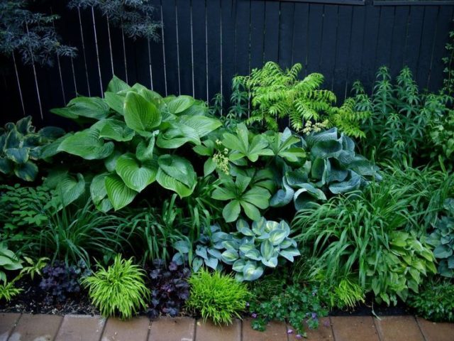 Hostas: varieties and types with photos and names