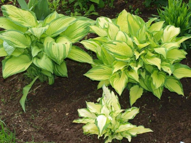 Hostas: varieties and types with photos and names