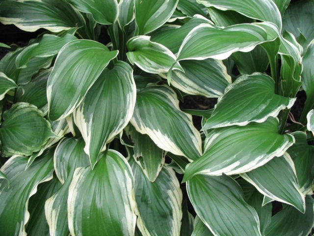 Hostas: varieties and types with photos and names