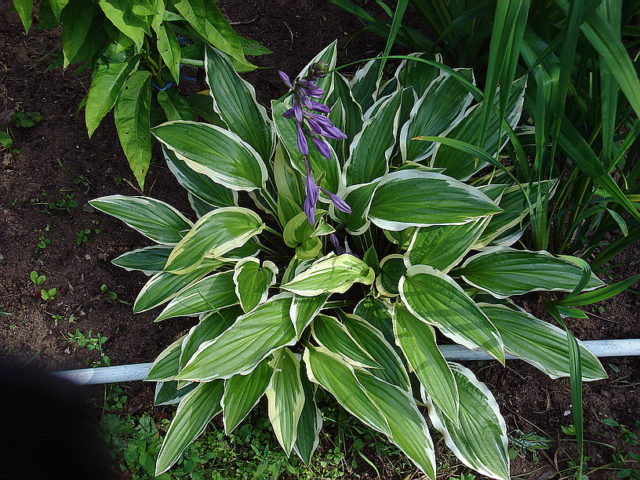 Hostas: varieties and types with photos and names