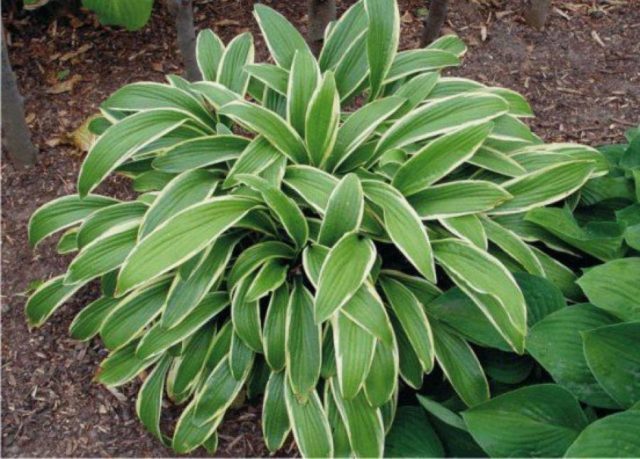 Hostas: varieties and types with photos and names