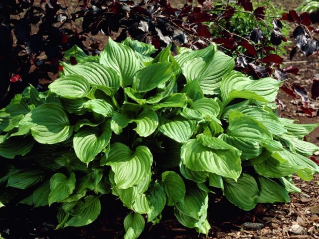 Hostas: varieties and types with photos and names