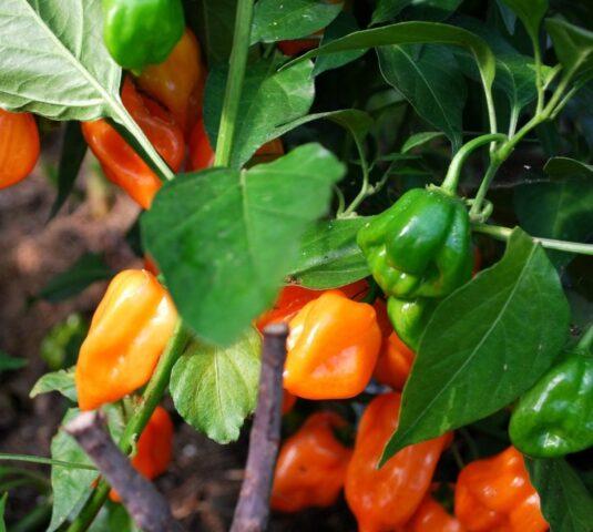 Hot pepper Habanero: description, photo, growing at home, how many scovilles, reviews