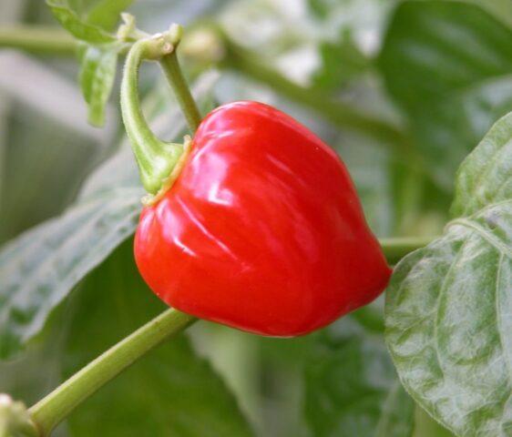 Hot pepper Habanero: description, photo, growing at home, how many scovilles, reviews