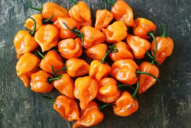Hot pepper Habanero: description, photo, growing at home, how many scovilles, reviews