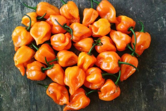 Hot pepper Habanero: description, photo, growing at home, how many scovilles, reviews