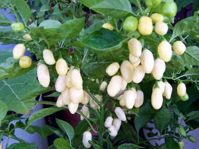 Hot pepper Habanero: description, photo, growing at home, how many scovilles, reviews